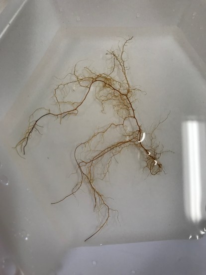 Photo Jun 25, 2 05 57 PM